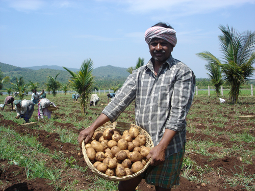Potato farmer in India harvesting crops as a result of PepsiCo's agriculture and water conservation efforts. 2010: Photograph courtesy of PepsiCo.